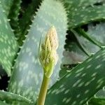 Aloe amudatensis Blüte