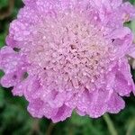 Scabiosa lucida Blüte