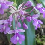 Cynorkis purpurascens Blüte