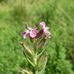 Silene gallica Bark