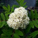 Sorbus aucuparia花