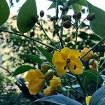 Senna × floribunda Flower