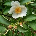 Stewartia rostrata Kvet