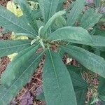 Edgeworthia chrysantha Ліст