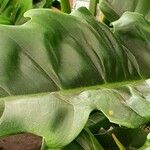 Philodendron bipennifolium Folha
