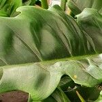 Philodendron bipennifolium Blad