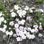 Phlox diffusa 花