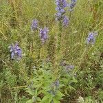 Lobelia siphiliticaFlower