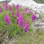 Hedysarum hedysaroides Hábito