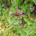 Lamium amplexicauleЦветок