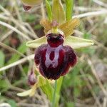 Ophrys sphegodes 花