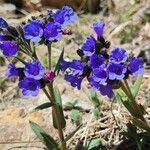 Pulmonaria angustifoliaBlomst