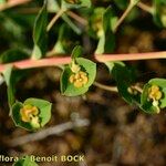 Euphorbia duvalii Muu