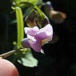 Lathyrus linifolius Flor