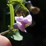 Lathyrus linifolius