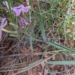 Phlox longifolia Fuelha