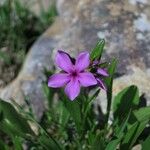 Phlox amoena Kvet