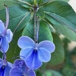 Rotheca myricoidesBlomma