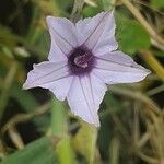 Ipomoea biflora Flower