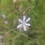 Lactuca inermis फूल