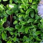 Globularia cordifolia Leaf