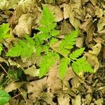 Botrychium virginianum Leaf