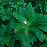 Euphorbia hyberna Lorea
