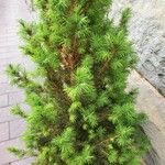 Picea glauca موطن