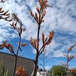 Phormium tenaxBlüte