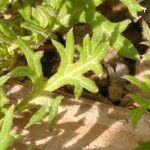 Glandularia tenera Leaf