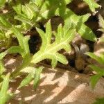 Verbena tenera Leaf