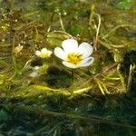 Ranunculus aquatilis Квітка