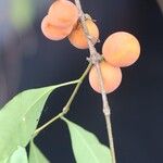 Pleiocarpa pycnantha Fruit