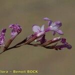 Limonium insigne Flower