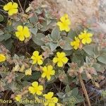 Helianthemum cinereum Elinympäristö