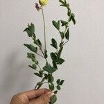 Crotalaria goreensis Leaf