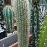 Cleistocactus variispinus Habitus