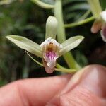 Eulophia plantaginea Blomma
