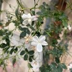 Jasminum grandiflorum Цветок