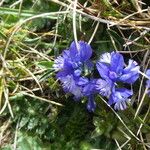 Polygala alpina Flor