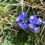 Polygala alpina Fleur