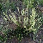 Lepidium oblongum List