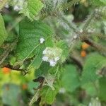 Mentha arvensisFlower