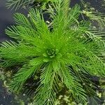 Myriophyllum aquaticum Liść