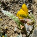 Argyrolobium zanonii Fruit