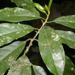 Chrysophyllum venezuelanense Frunză