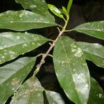 Chrysophyllum venezuelanense Hoja