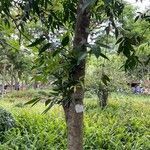 Cinnamomum burmanni Blad