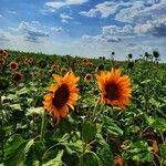 Helianthus annuusКветка