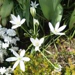 Ornithogalum divergensLorea